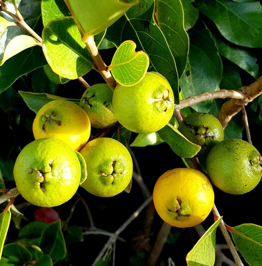 Quinta Do Cabouco Pensión